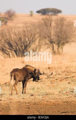  Echoes of the Veldt! Yolandi Ngubane's Dance of the Wildebeest – A Glimpse into 13th Century South African Expressionism